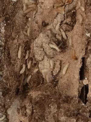 Termites eating some wood.