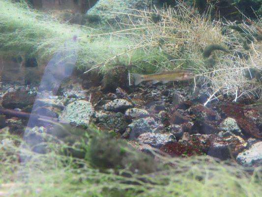 The endangered Moapa dace in a glass display with water running through the display.