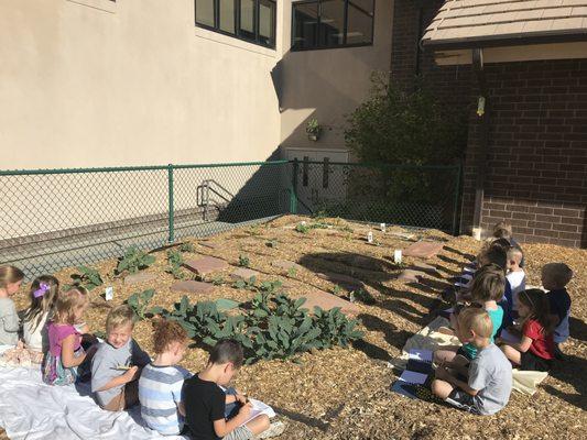 nature study in the garden