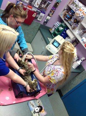 Nurses Ashley, Amber, and Jordyn are preforming a urine collection using the ultrasound.