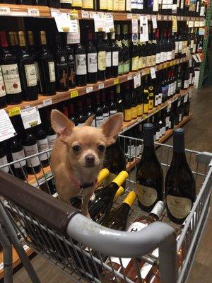 Challah loves wine shopping!