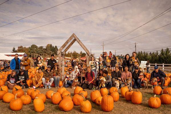 We had a shiba meetup at the farm!  Shibas of Portland