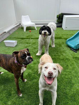 Happy pups in their outdoor space!