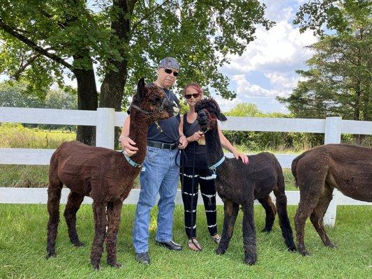 Taking the Alpacas for a walk on the beautiful grassy grounds.