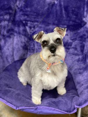 Schnauzer