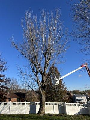 Rudolph Tree Service