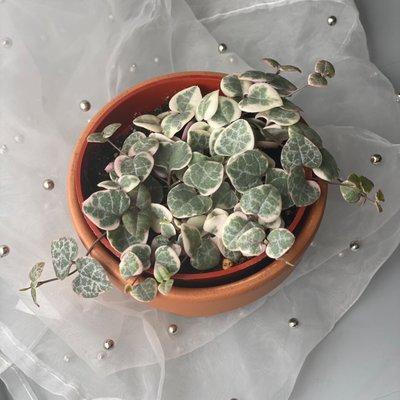 Variegated String of Hearts