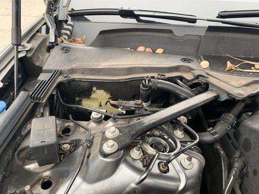 Rats eat through the engine insulator