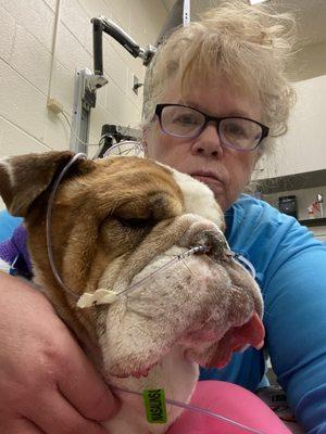 Bulldog at KSTATE killed by Dr Matthew Wingert