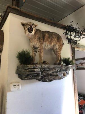 And taxidermy stuff