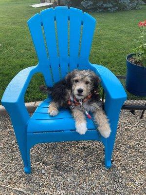 Remy the aussiedoodle, sold in Spring 2020