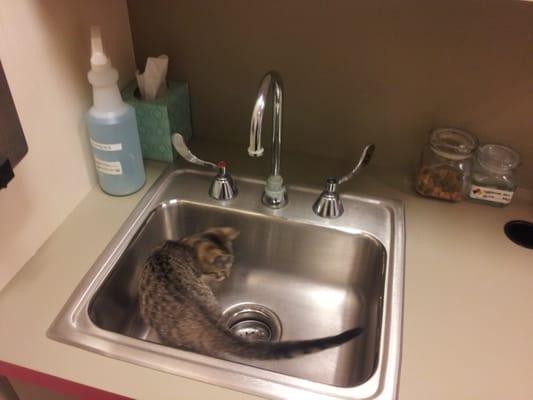 Dizzy's first trip to EEVMC. Cats always try to hide in the sink, but it's not real effective.