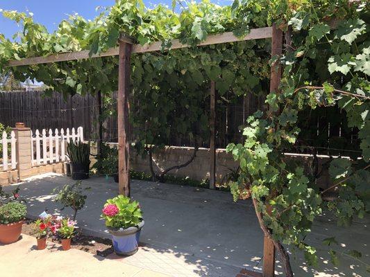 Beautiful grape arbor