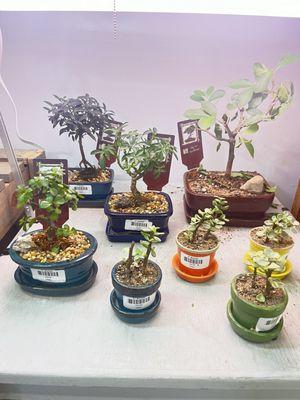 Bonsai trees assortment