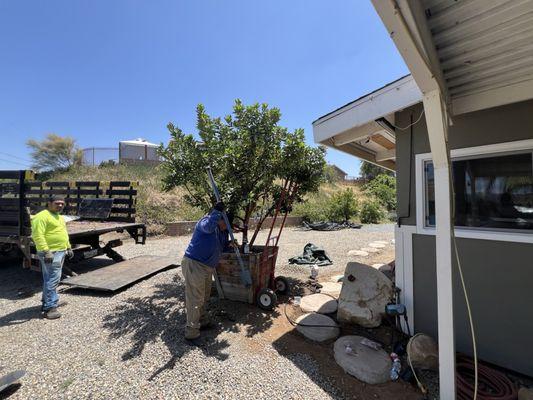 Strawberry tree prior to install, checking placement and verifying what I wanted.