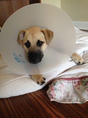 Wasn't enjoying his issued cone, but he's grateful for the nice care he received from the Smyrna Animal Hospital!