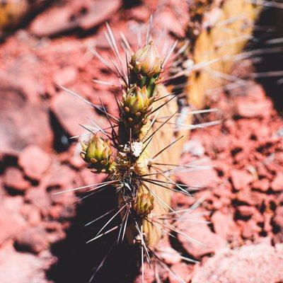 Close up of cacti on the trail