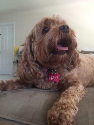 Happy little bijou 4 days after being groomed