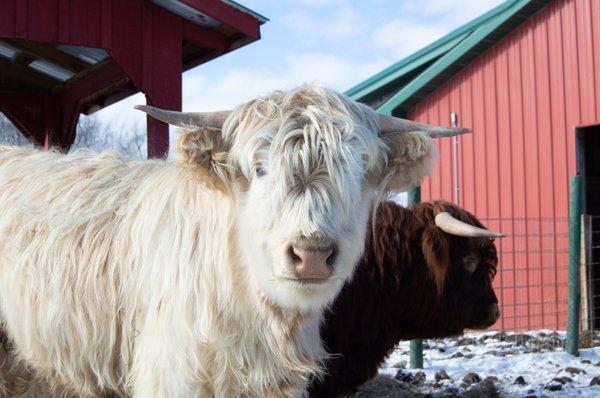 Mini Highland Cows