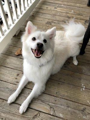 Happy pup after his groom!