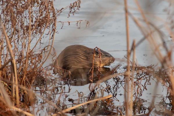 Wallkill River National Wildlife Refuge