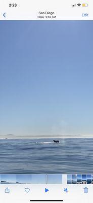 Gray Whale taking a breath! One of MANY whales and sea life that we saw today.