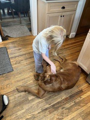 Albie the therapy dog