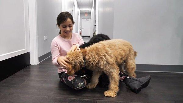 Therapy Dogs for Alleviating Dental Anxiety and For Fun!