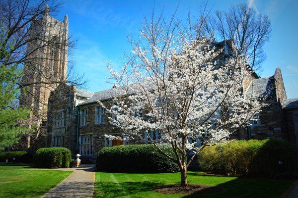 Spring Dogwoods in bloom outside Bennett Hall