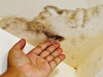 Mold Cleanup & Remediation