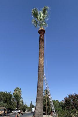 After Washingtonian Palm Pruning