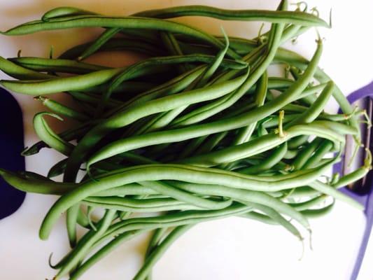 Nothing like fresh organic green beans