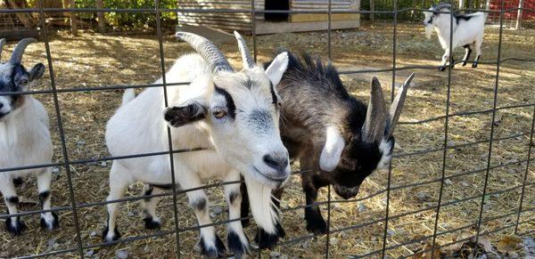 These guys look chill. How they get those horns back in is beyond me lol