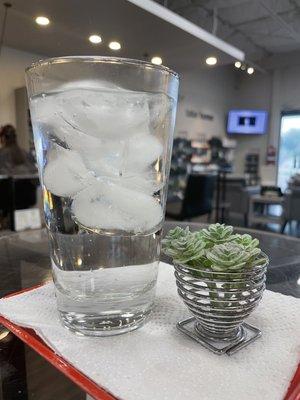 Sparkling water while I wait for my color to set. The succulent is a nice touch