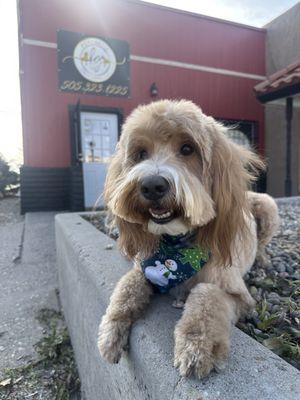 Boba happy with his haircut!