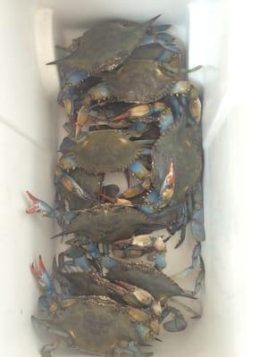 Live blue crab. $4.99/lb