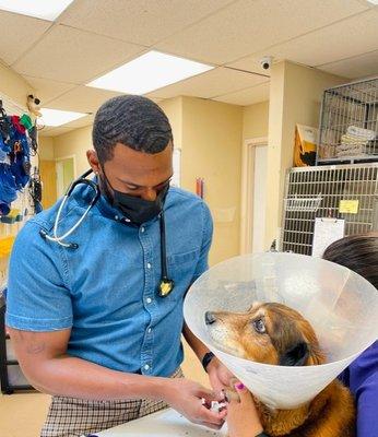 Dr. Owens preparing a pet for discharge.