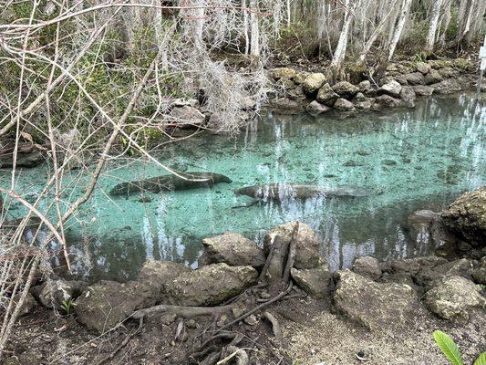 Manatees