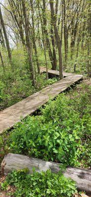 walkway over wetlands