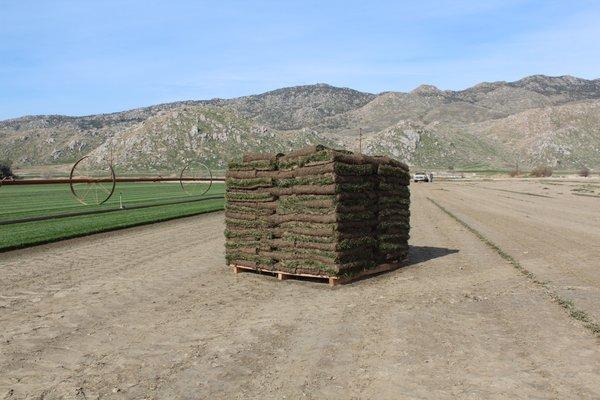 We cut our sod fresh daily and deliver same day.  Guaranteed to be fresh and highest quality at about 40% less than big box stores.