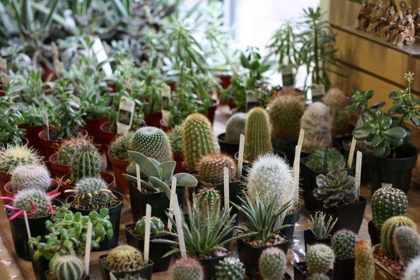 Always a great selection of indoor succulents and cacti.