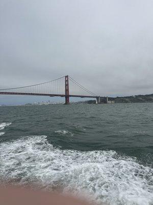 SF Bay Whale Watching