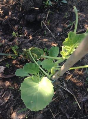 A broccoli shoot coming up