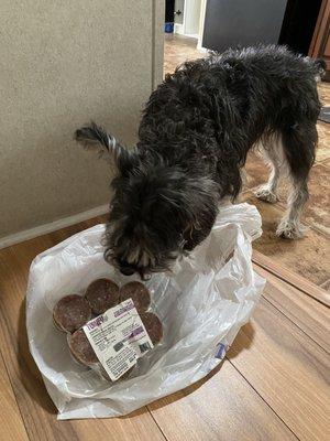 My miniature schnauzer ready to take a bite!