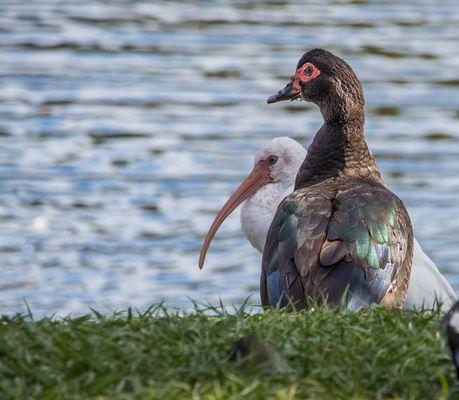 Earl Brown Park
 Deland, Fl.