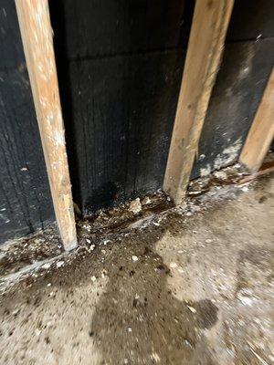 Termite damage