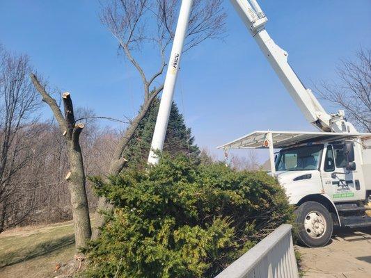 Emergency tree removal