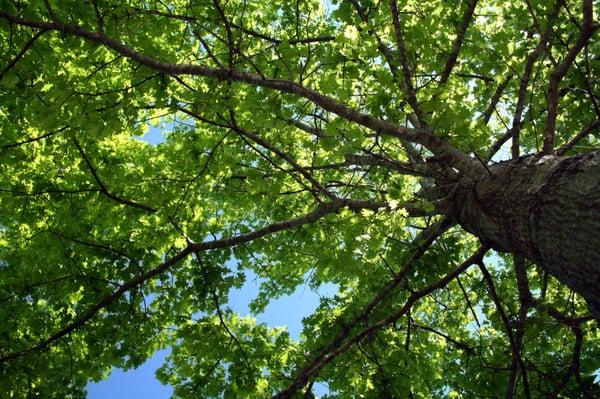 Arboriculture (Tree Services)