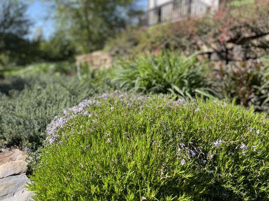 Purple phlox ground cover nearing the end of bloom, adding soft texture to a well-designed landscape by Blooming Gardens LLC.