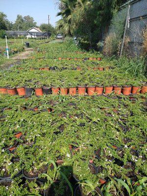 Tachos Plant Nursery